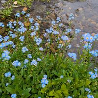 ワスレナグサ,アサザ,ムラサキ科,ミツガシワ科,平和を願うの画像