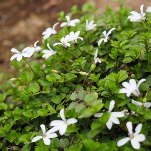 プラティア アングラータ,ガーデニング,グランドカバー,花のある暮らし,春の花壇の画像