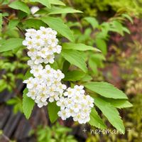 コデマリ,白い花,お出かけ先にて,癒しのひと時,植物散歩の画像