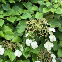 東山動植物園,ツルアジサイ,つる性植物,アジサイ属,ツルアジサイ（蔓紫陽花）の画像