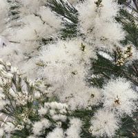 メラレウカ,メラレウカ・アルタニフォリアの画像