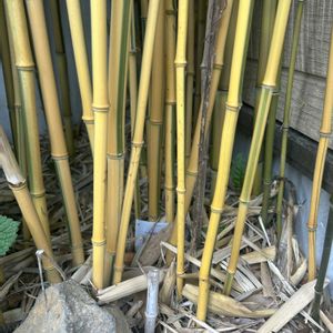 タケ,真竹,キンメイチク,観葉植物,造園の画像