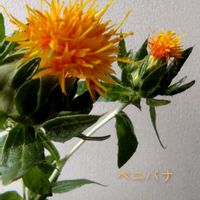 ベニバナ,花のある暮らし,植物大好き,人に優しく,玄関内側の画像