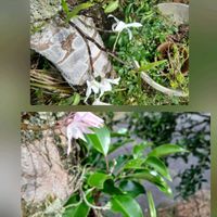 セッコク,ナデシコ,ペチュニア,ペチュニア,マーガレットの画像