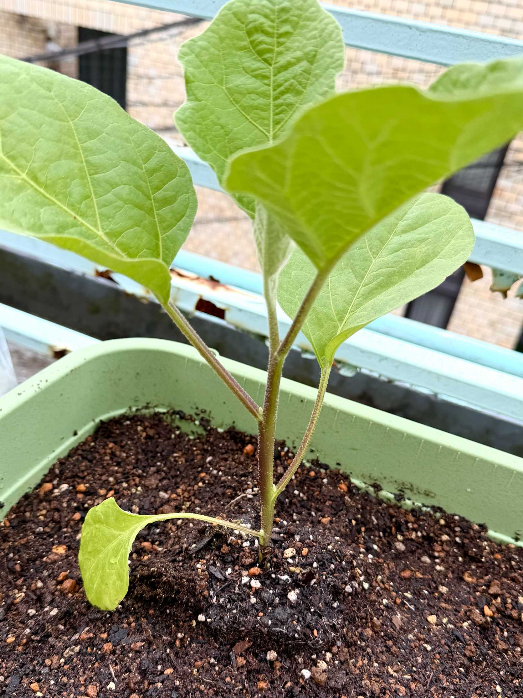 白ナスの成長記録｜🍀GreenSnap（グリーンスナップ）