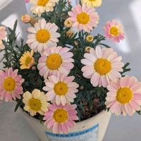 マーガレット,ボンザマーガレット,ピンクの花,今日も笑顔で♡,かわちいの画像