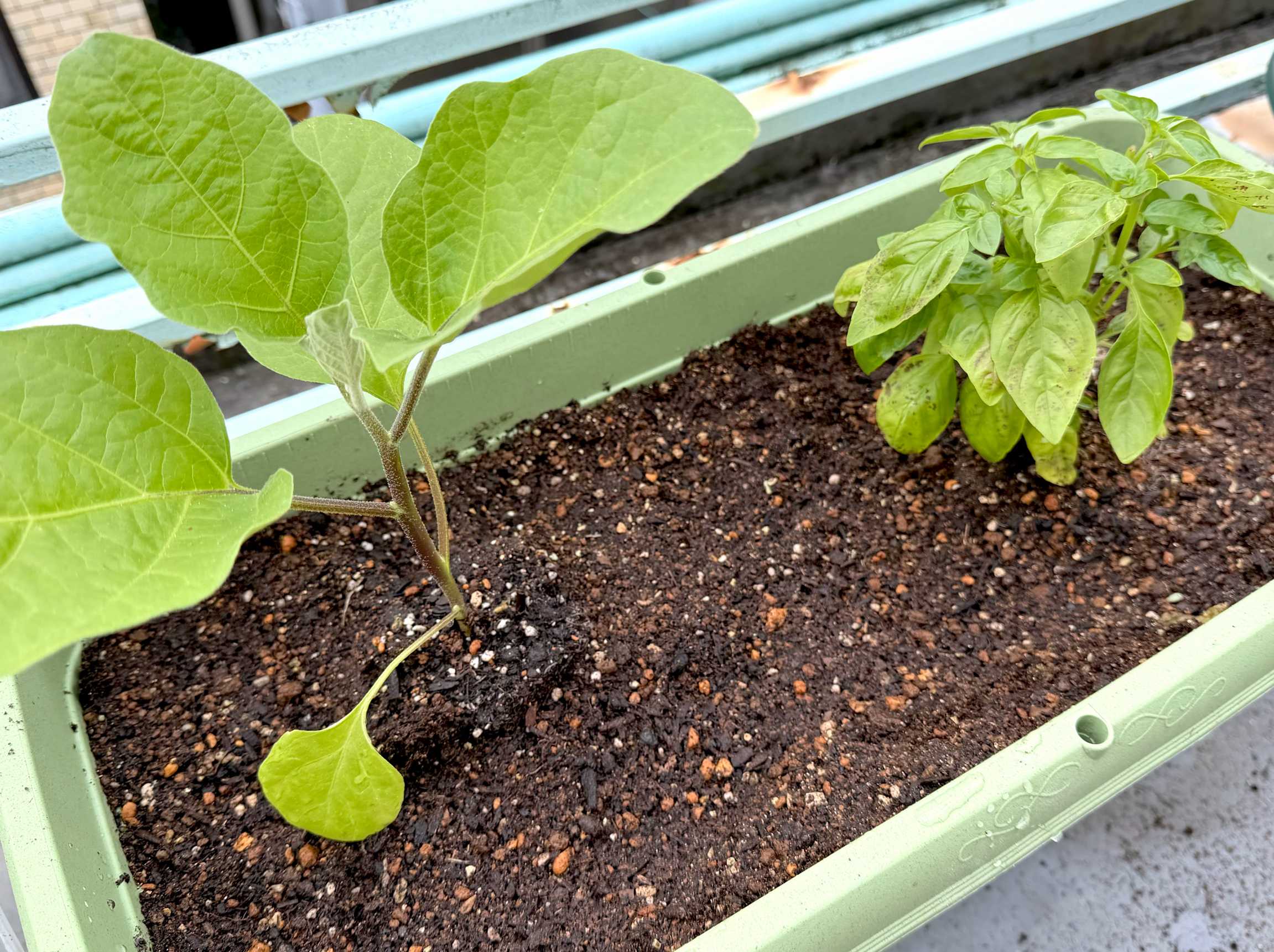 白ナスの成長記録｜🍀GreenSnap（グリーンスナップ）