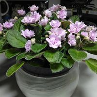 セントポーリア,セントポーリア フェアリーファウンテン,鉢植え,可愛い〜♡,綺麗✨の画像