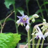 イワタバコ,イワタバコ,イワタバコ,アワチドリ☆,白花シモツケの画像
