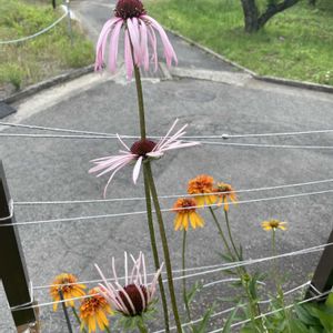 エキナセア  マーマレード,エキナセア  パリダ,放置栽培,神奈川県,庭の画像