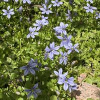 プラティア,花壇,小さな花,咲いてくれてありがとう❤,宿根草♪の画像