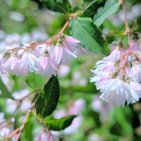 ウツギ,サラサウツギ,サラサウツギ（更紗空木）,お花,サラサウツギ。の画像