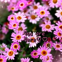 アジサイ,ボンザマーガレット,旭の舞姫,ピンクの花,紫陽花 アジサイ あじさいの画像
