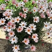 ローダンセマム,ローダンセマムマーキュリー,花のある暮らし,花が好き,ローダンセマムアプリコットジャムの画像