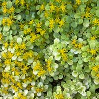 マルバマンネングサ,Sedum makinoi Maxim.♪,ガクアジサイ「隅田の花火」の画像