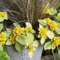カレックス,リシマキア・リッシー,寄せ植え,小花会,みんな最高の画像