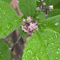 ウメモドキ,はじめまして,雨に輝く,雨の日散歩の画像