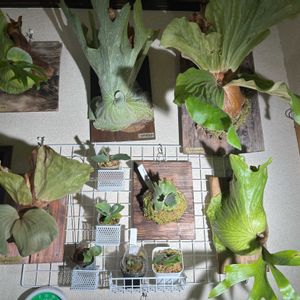 ビカクシダ コロナリウム,スパーバム,ユニコーン,ビカクシダ ネザーランド,Platycerium elephantotisの画像