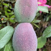 ボケ,ボケの実,実♡,☆携帯撮影☆の画像
