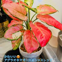 アグラオネマ,アグラオネマ オースピシャスレッド,ワイルド,森林浴,熱帯植物の画像