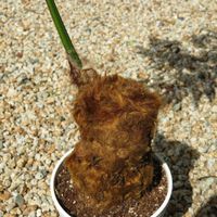 タカワラビ,キンモウコウ,観葉植物,シダ植物,癒しの画像
