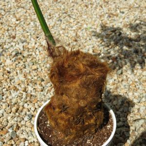 タカワラビ,キンモウコウ,観葉植物,シダ植物,癒しの画像
