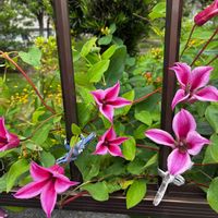 カシワバアジサイ,クレマチス,フェンネル,お散歩,紫陽花 アジサイ あじさいの画像