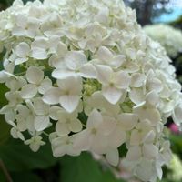 シロタエギク,日々草,白妙菊(しろたえぎく),紫陽花　ラグランジア　ブライダルシャワー,アジサイ　紫陽花の画像