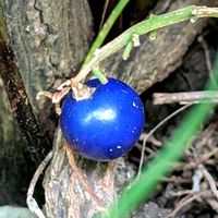 ジャノヒゲ,ジャノヒゲ(リュウノヒゲ),リュウノヒゲ,リュウノヒゲの実,祈る震災復興の画像