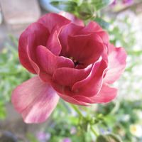 オキナグサ,ラナンキュラス　ラックス,ラナンキュラスラックス ティーバ,地植え,ピンクの花の画像