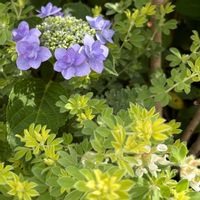 ロータス ブリムストーン,紫陽花・城ヶ崎,ガーデニング,木に咲く花,小さい庭の画像