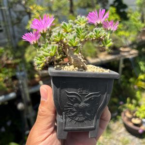 トリコディアデマ,盆栽,多肉植物,鉢植え,小品盆栽の画像