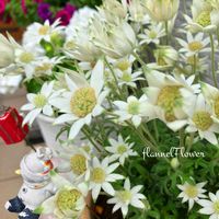 フランネルフラワー,ヤマボウシの花,アナベル  紫陽花,キュンキュン乙女倶楽部,HTCの画像