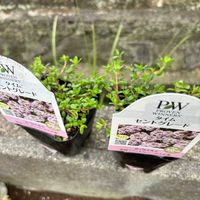タイム セントグレード,グランドカバー,PW,reo'sガーデン植付け記録,小さな庭の画像
