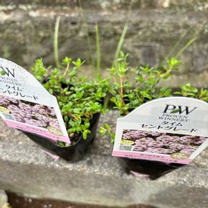 タイム セントグレード,グランドカバー,PW,小さな庭の画像