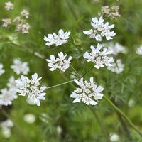 コリアンダー,セリ科,東京都薬用植物園,白と緑,火曜ベンチの画像