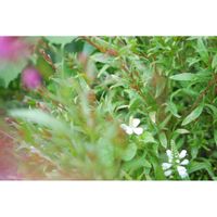 ドクダミ,ハナトラノオ(カクトラノオ),ミラーレス一眼,夜中にこっそり,白い水曜日♡の画像