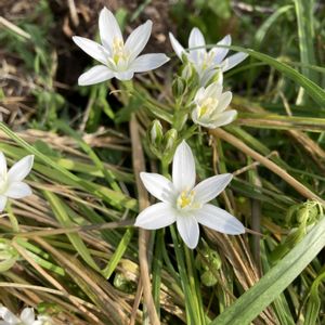 オオアマナ,オオアマナ,庭の花,ほったらかし,放置の画像