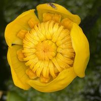 コウホネ,水生植物,多年草,スイレン科,お散歩中の画像