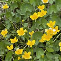 オダマキ,スイセン,エゾノリュウキンカ,エゾノリュウキンカ,エゾノリュウキンカの画像