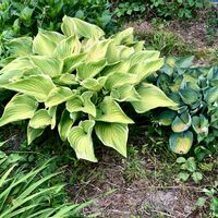ギボウシ,グミ,ホスタの画像