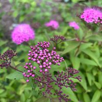 カレックス,紫陽花,シモツケ ,シモツケ ,カレープランツの画像