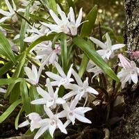 セッコク,山野草,お出かけ先の画像