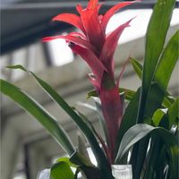 グズマニア,グズマニア,ヘビイチゴ,ヘビイチゴ,苔(コケ)の画像