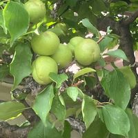 イボタノキ,イボタノキ,エゴノキ,エゴノキ,トベラの画像