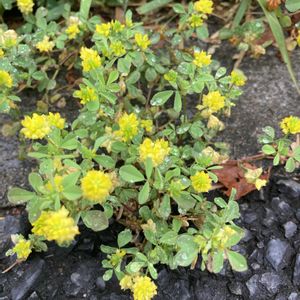 クスダマツメクサ（薬玉詰草）,クスダマツメクサ（薬玉詰草）,ホップツメクサ、トリフォリウム,ホップツメクサ、トリフォリウム,グランドカバーの画像