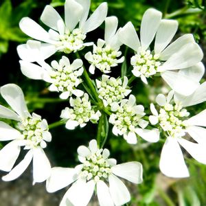オルレア,花言葉,山野草,白い花,こぼれ種の画像