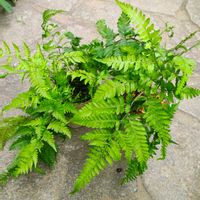 シダ,ガーデニング,ボタニカルライフ,山野草,お庭の植物の画像
