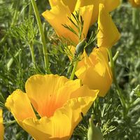 ハナビシソウ,ハナビシソウ,散歩,花散歩,花のある暮らしの画像