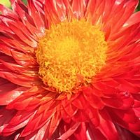 ムギワラギク,ヘリクリサム,赤い花,今日も元気で,今日も笑顔で♡の画像